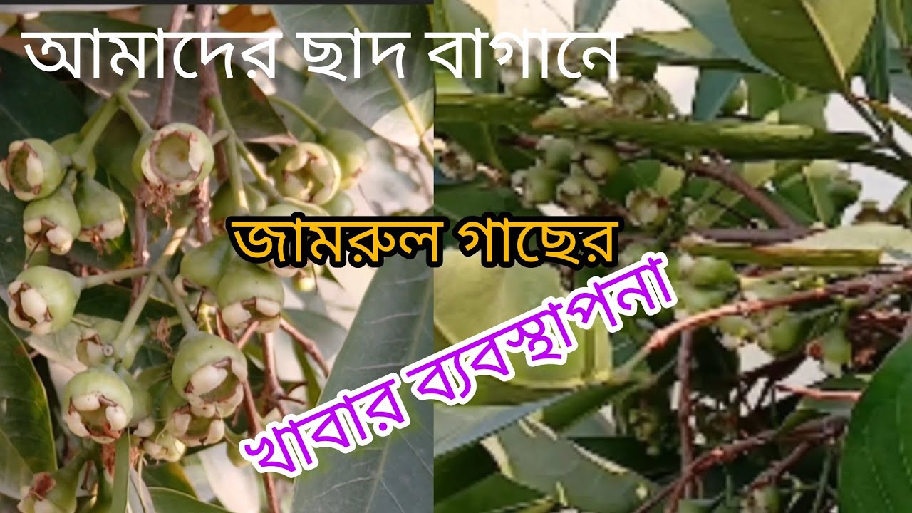 প্রচুর পরিমাণে  জামরুল ধরেছে । কি কি খাবার দিলাম, দেখুন এই ভিডিওতে  #agriculturevlog#roofGarden#