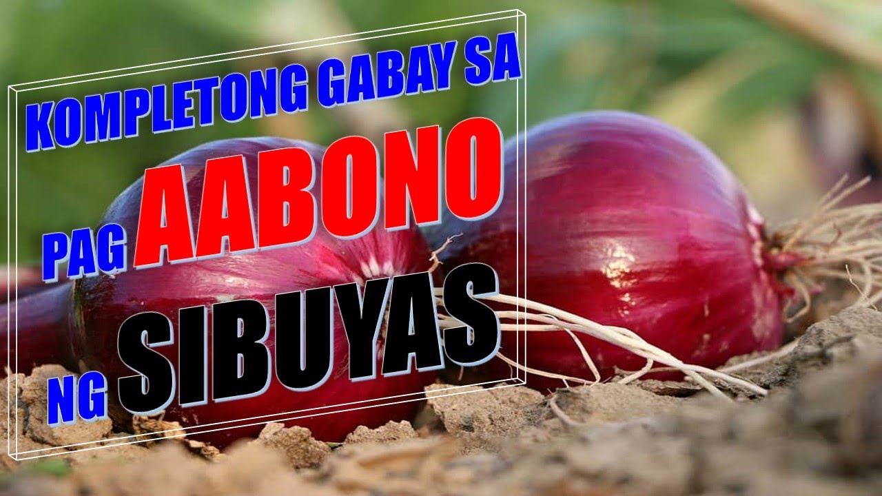 KOMPLETONG GABAY SA PAG AABONO NG SIBUYAS - WORTH SHARING
