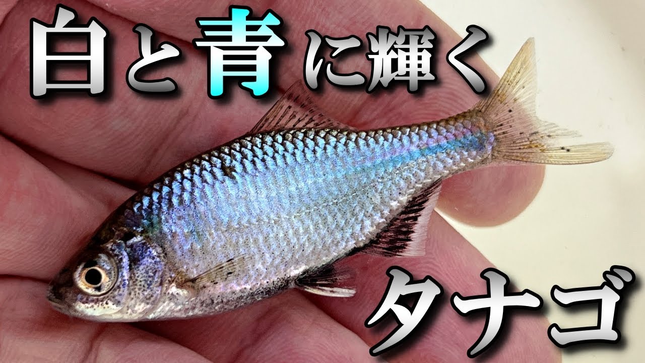 【今だけの輝き】石の下に潜む宝石「シロヒレタビラ」を釣る