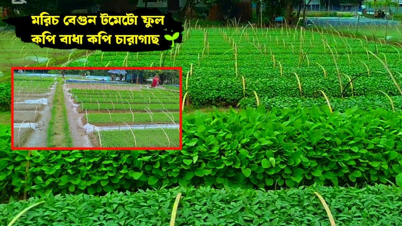 মরিচ বেগুন টমেটো চারার নার্সারি 🌱🌱 বিভিন্ন ধরনের চারা গাছ পাওয়া যায় এখানে 🌱 ফুল কপি বাধা কপি চারাগাছ