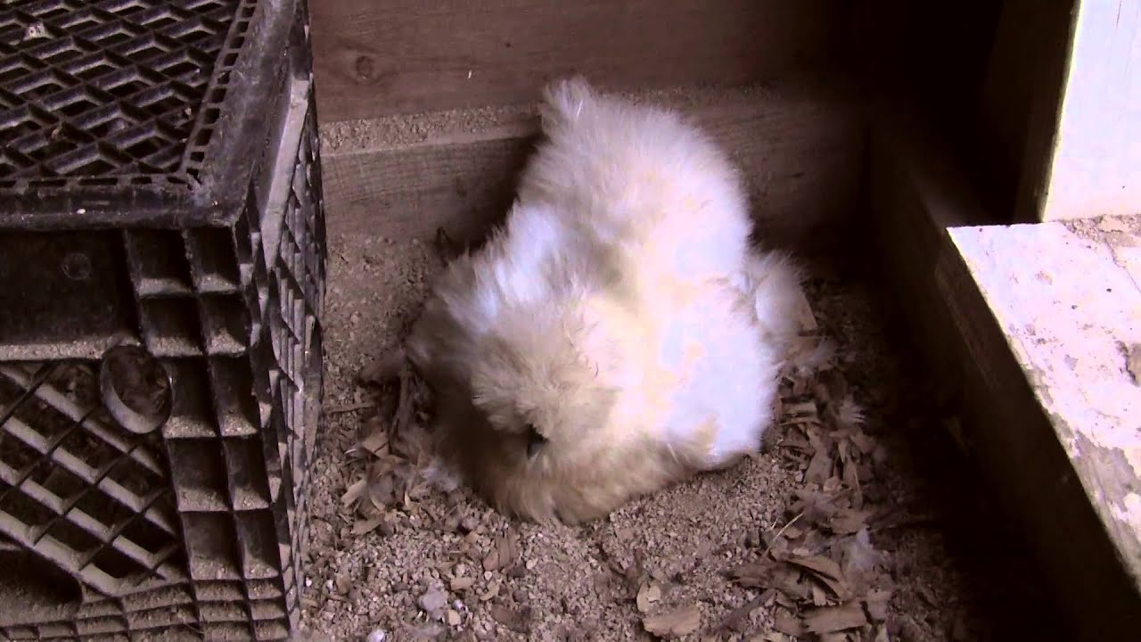 Silkie Chickens Update - 3 Broody Hens
