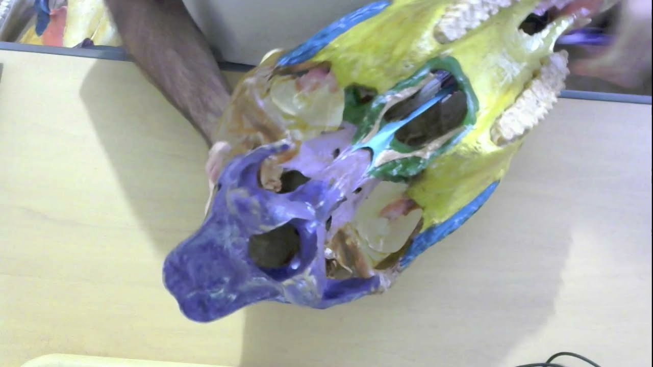 Anatomia Veterinária - Osteologia: ossos do crânio - introdução
