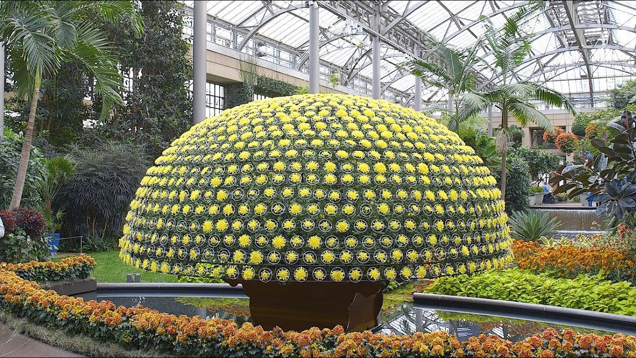 Chrysanthemum Festival, featuring a thousand-bloom mum, returns to Longwood Gardens [video]