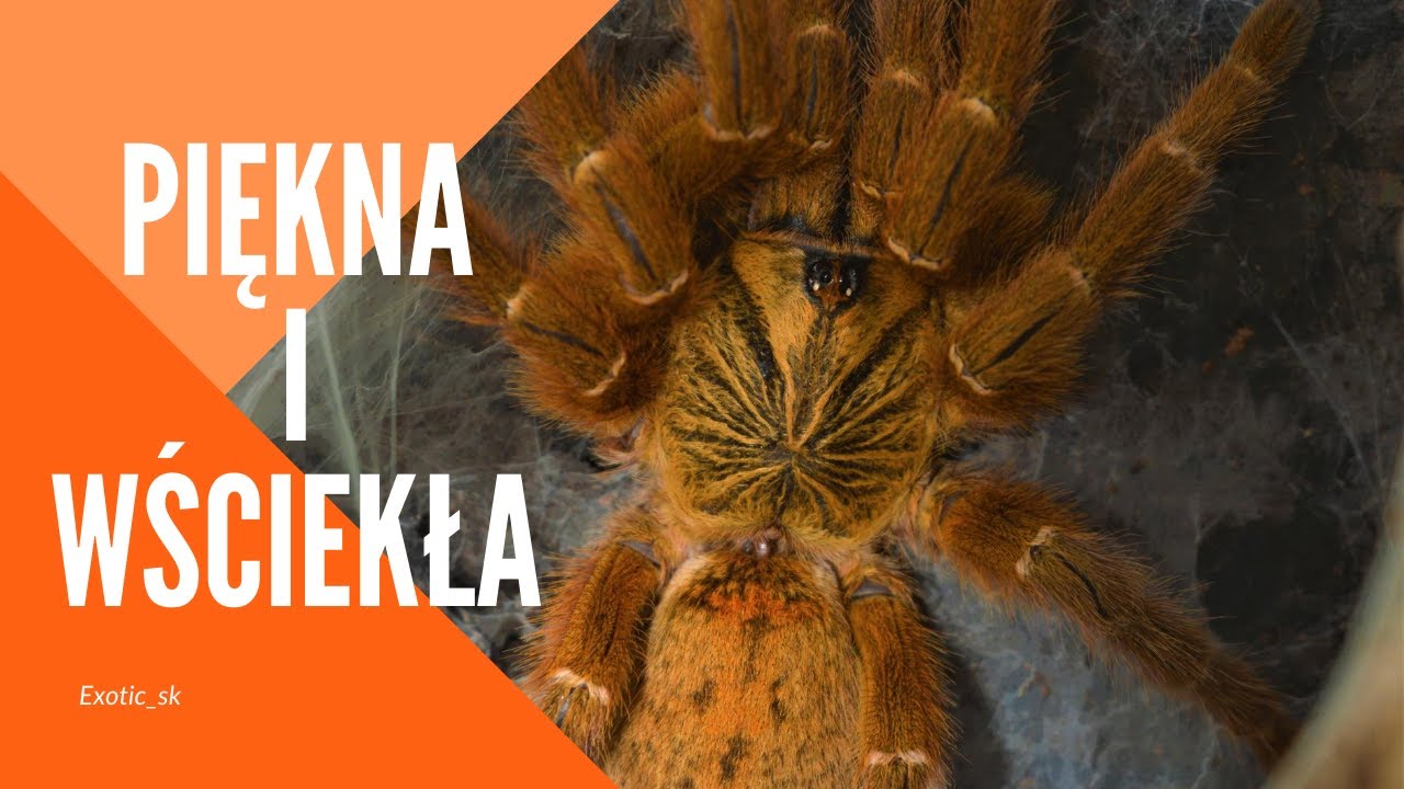 Nowy dom dla PTERINOCHILUS MURINUS