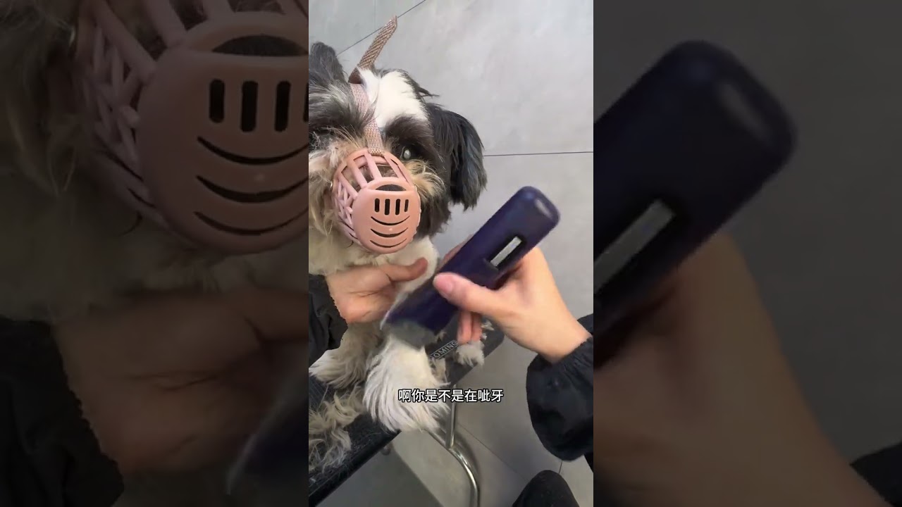 Vlog Immersive Trimming of Strings#Puppy #Chuan Chuan Dog#String shape#Pet grooming#Daily