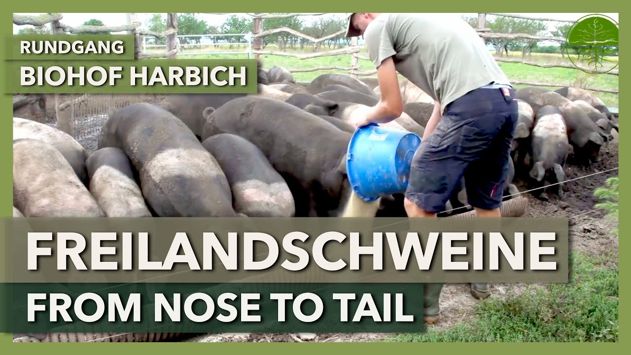 Freilandschweine - Haltung, Schlachtung, Verarbeitung | Biohof Harbich | Rundgang 2