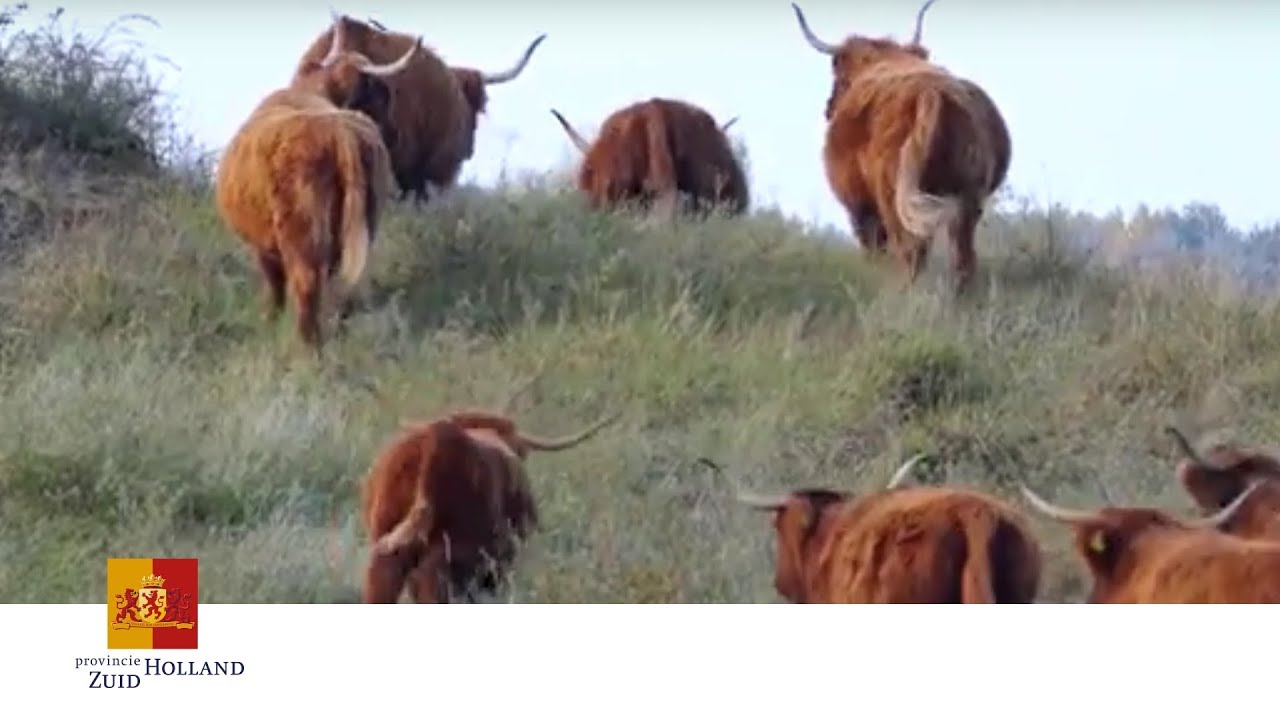 'Mooiste Natuurgebied van Nederland' | Provincie Zuid-Holland