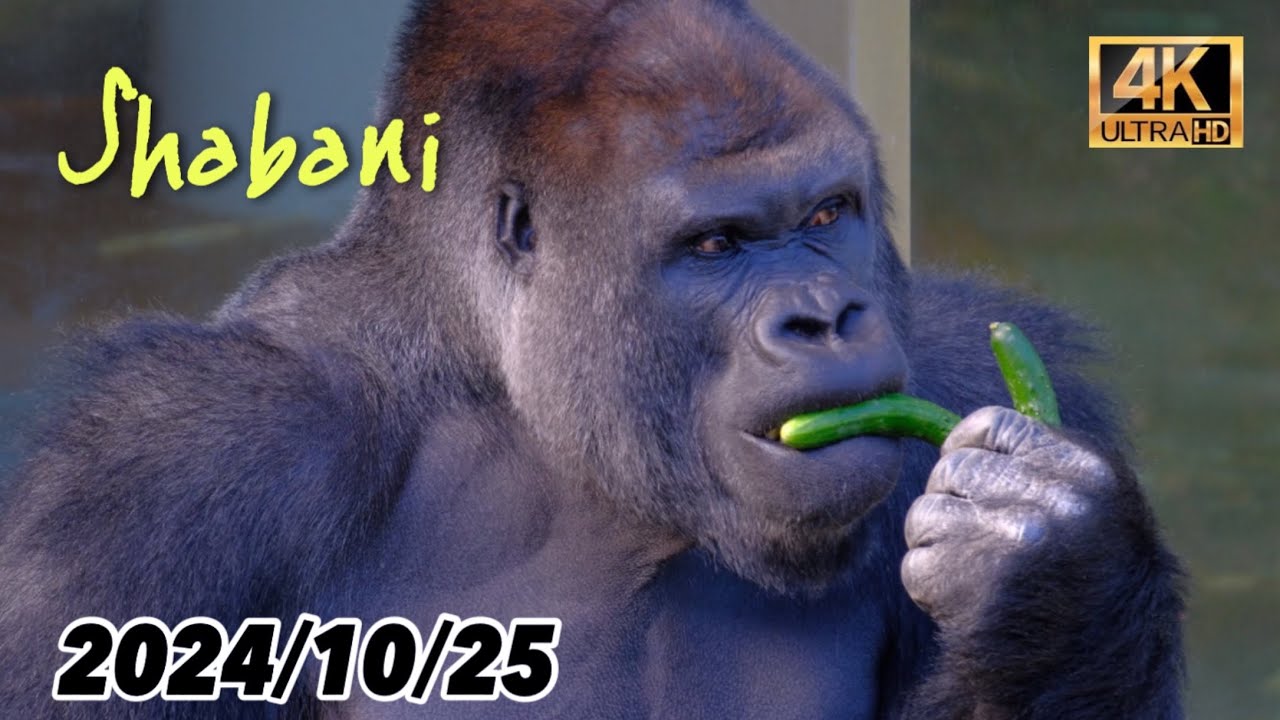 食欲旺盛なシャバーニ達！セロリが美味しそう。ネネも元気そう。【東山動植物園】2024/10/25 金曜日