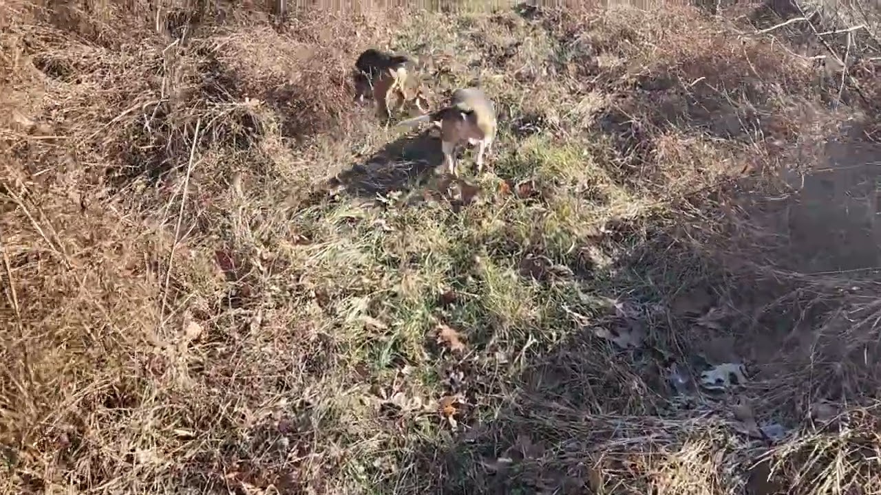 Digger and whipper 1/4/26