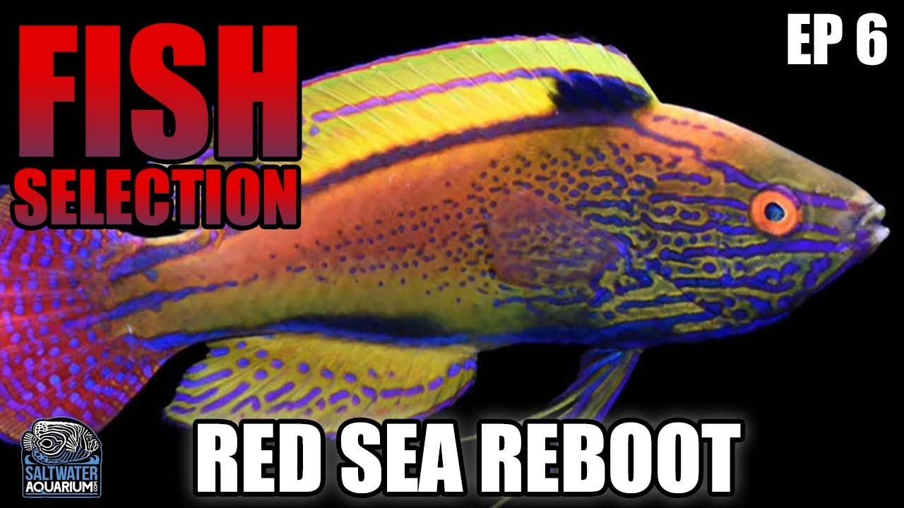 PICKING FISH Saltwater - Who Makes the Cut?  What and Why - Red Sea Reboot