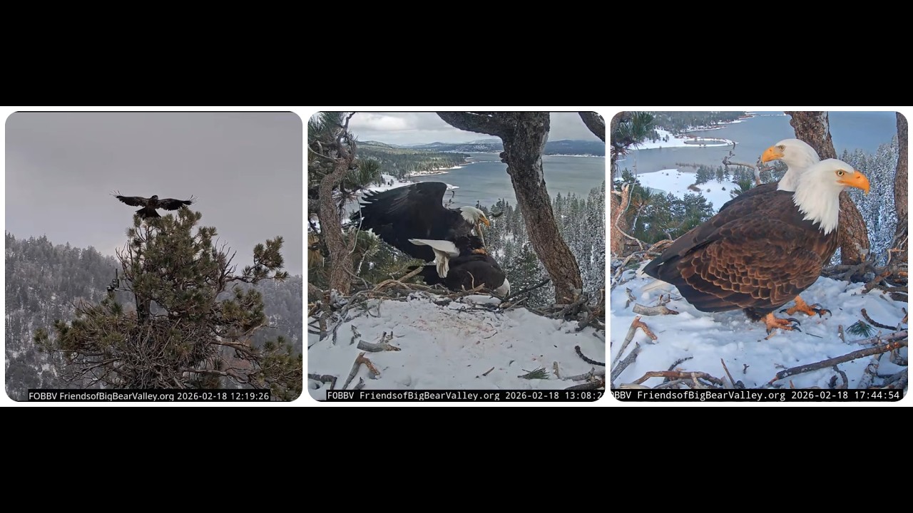 Coot, Shadow and immature, pacake, mating in the nest and on LS 18.02.2026 @FOBBVCAM