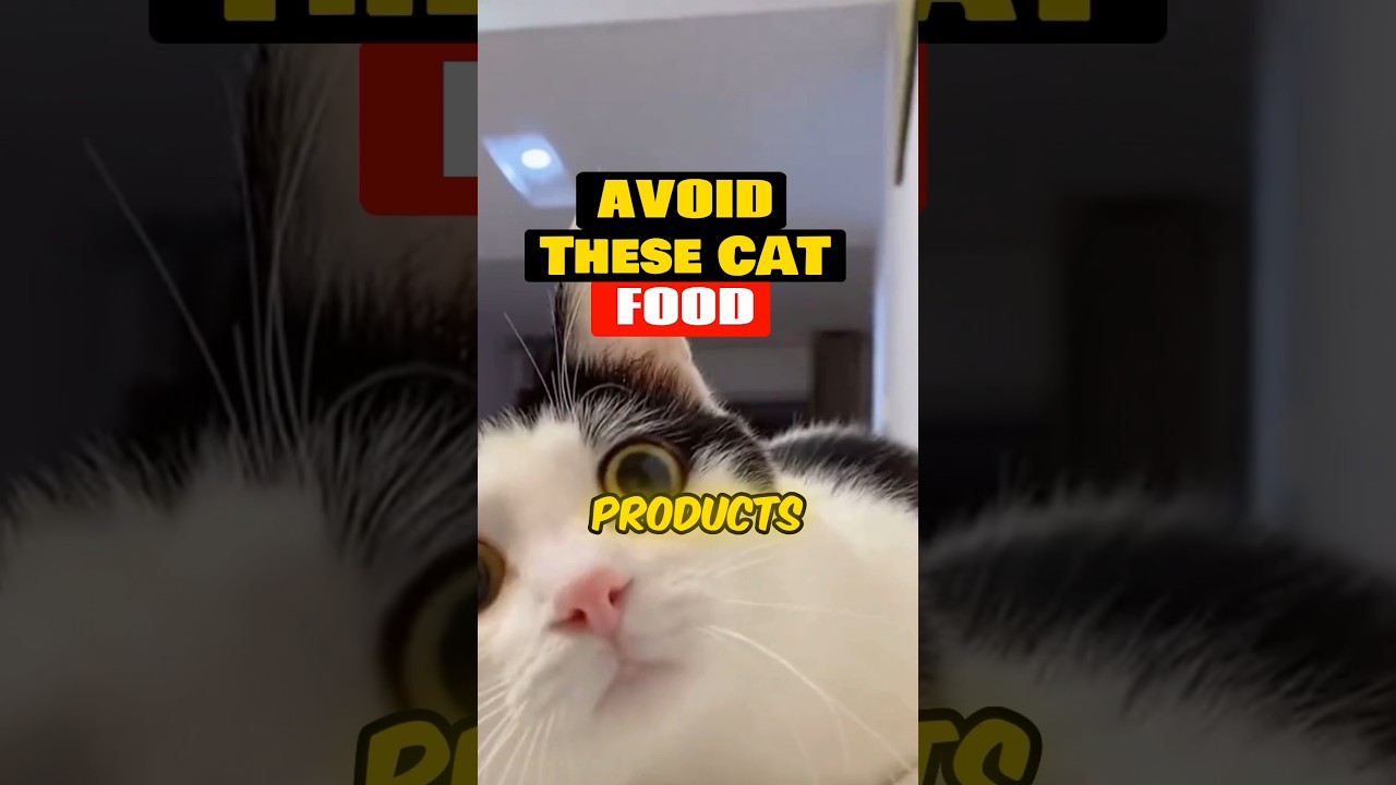 Do Not Give This to Your Cat #cat #catfood #catnutritionist #catshorts #catattitude #pets #animals