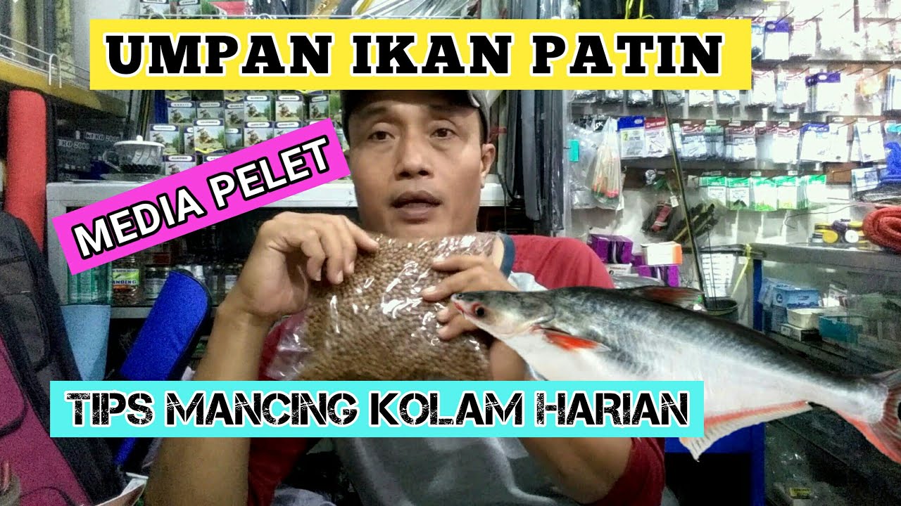 UMPAN IKAN PATIN KOLAM HARIAN PAKE PELET || TIPS CARA MEMBUATNYA