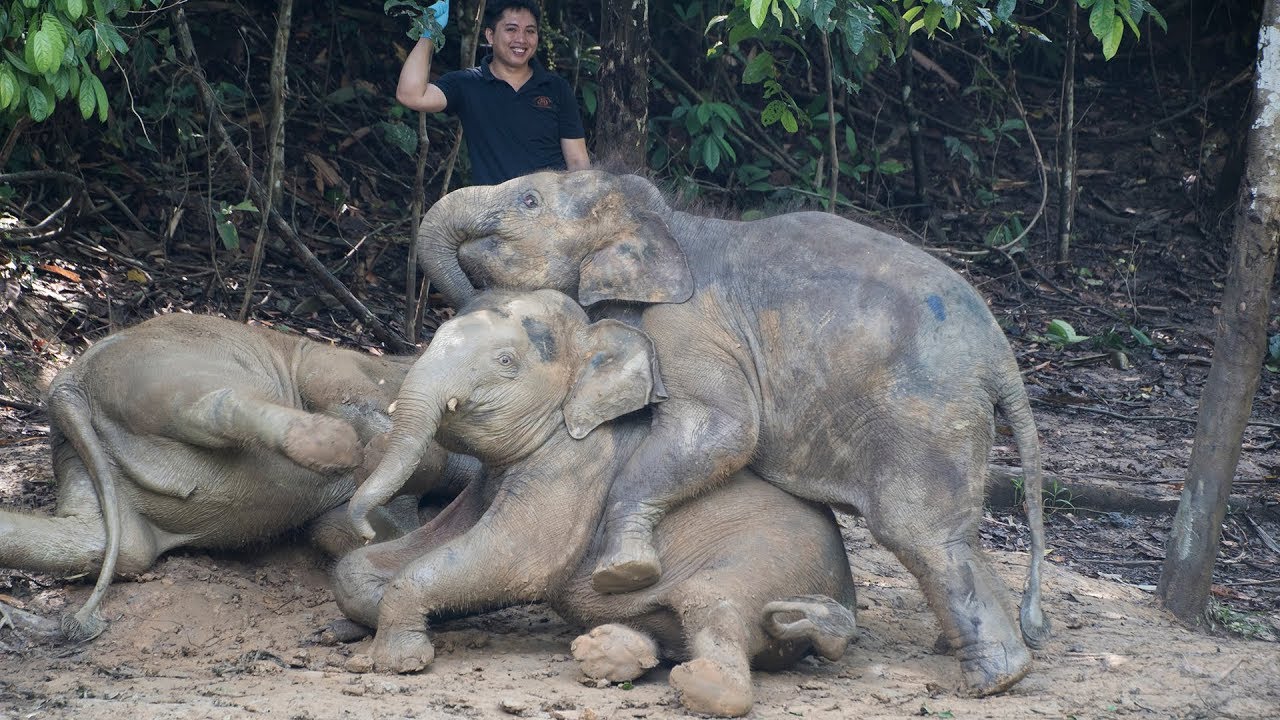 Danum the Borneo Elephant Calf