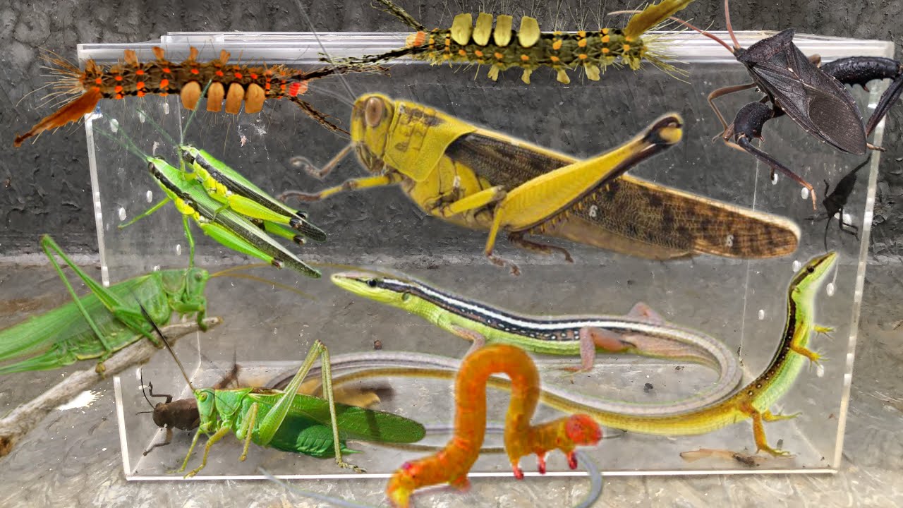 amazing hunt insects‼️catch giant grasshoppers, stink bugs, caterpillars, long-tailed grass lizards