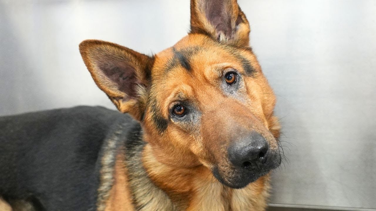 Now that's what I call a German Shepherd 😍