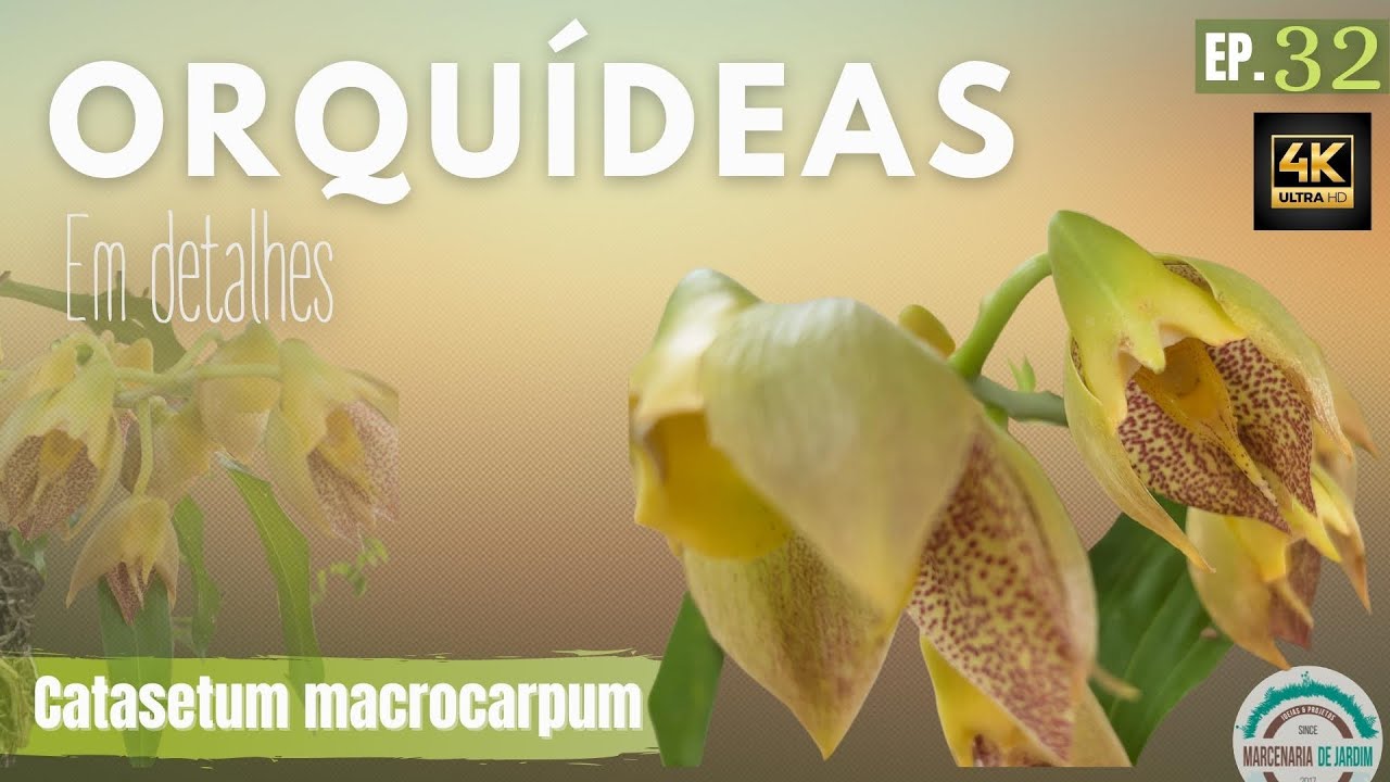 Catasetum macrocarpum - EP. 32 -  Orqu&iacute;deas em Detalhes em 4K - Alta resolu&ccedil;&atilde;o