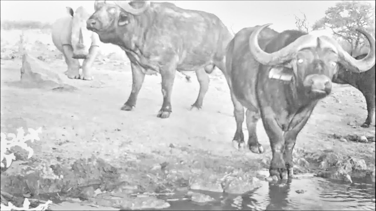 Wild animals on Trail Camera #3 | Camera trap footage of African wildlife at night, highlights