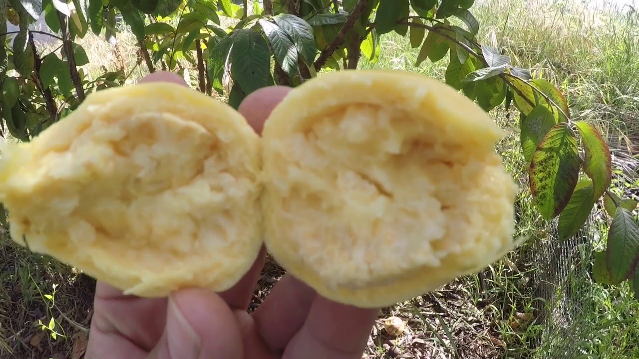 April backyard orchard tour part #2 San Diego California!