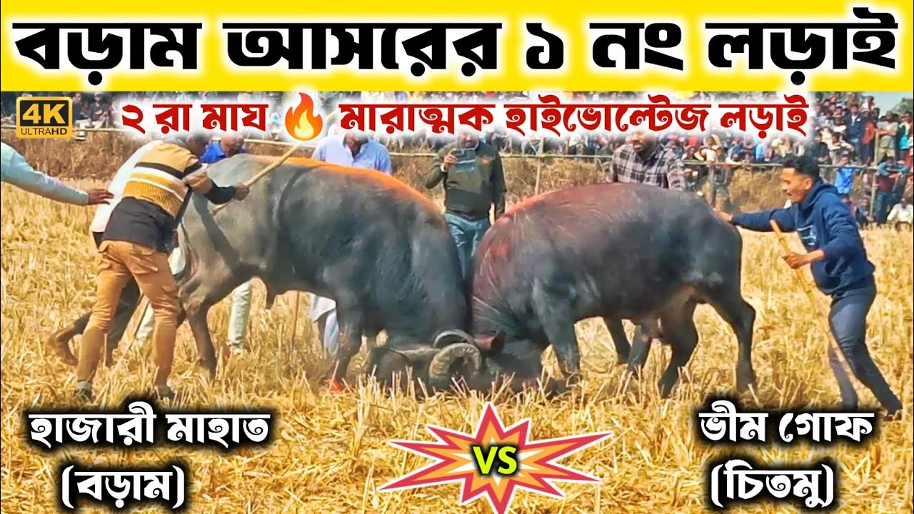 বড়াম আসরের ১ নং হাইভোল্টেজ লড়াই 🔥 হাজারী মাহাত বনাম ভীম গোফ||Boram 1 No Lorai 