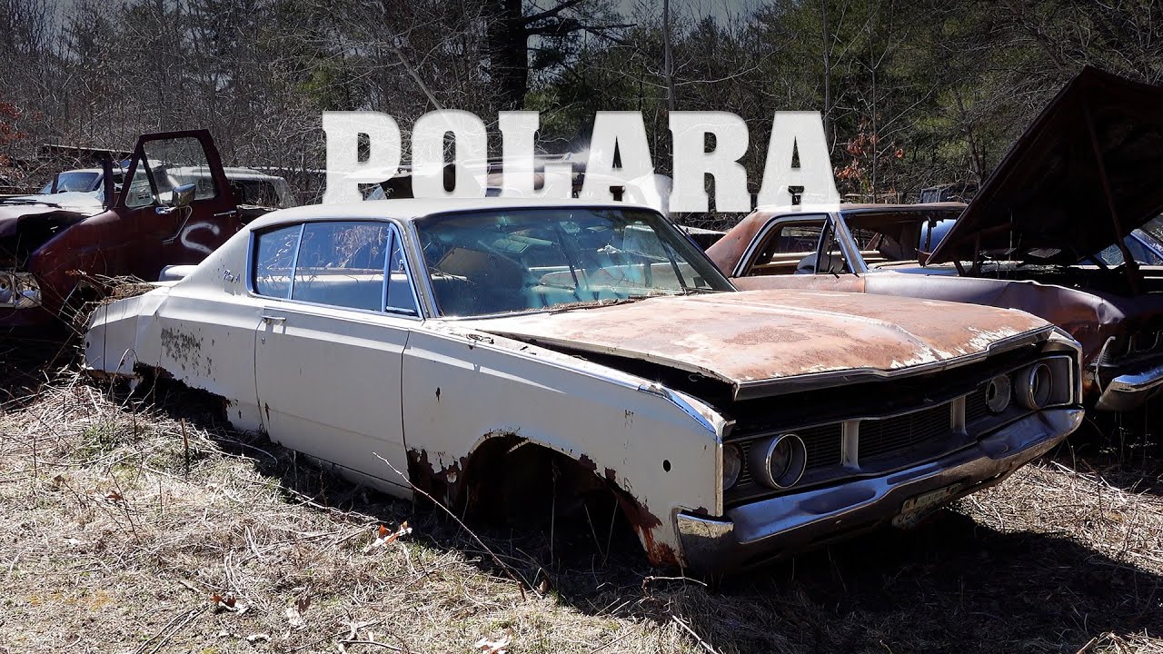 Polara Bear