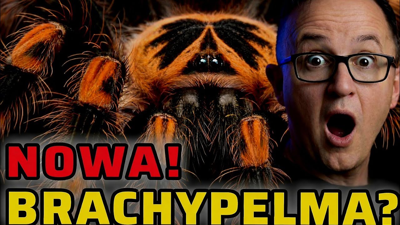 NOWA BRACHYPELMA? NAJWAŻNIEJSZE CECHY PTASZNIKA + KARMIENIE!