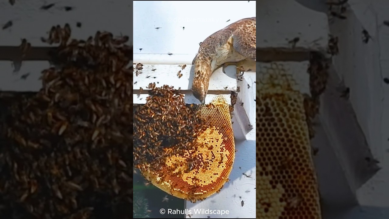 Hunny Buzzard : Nightmare of the BEES 🐝🐝