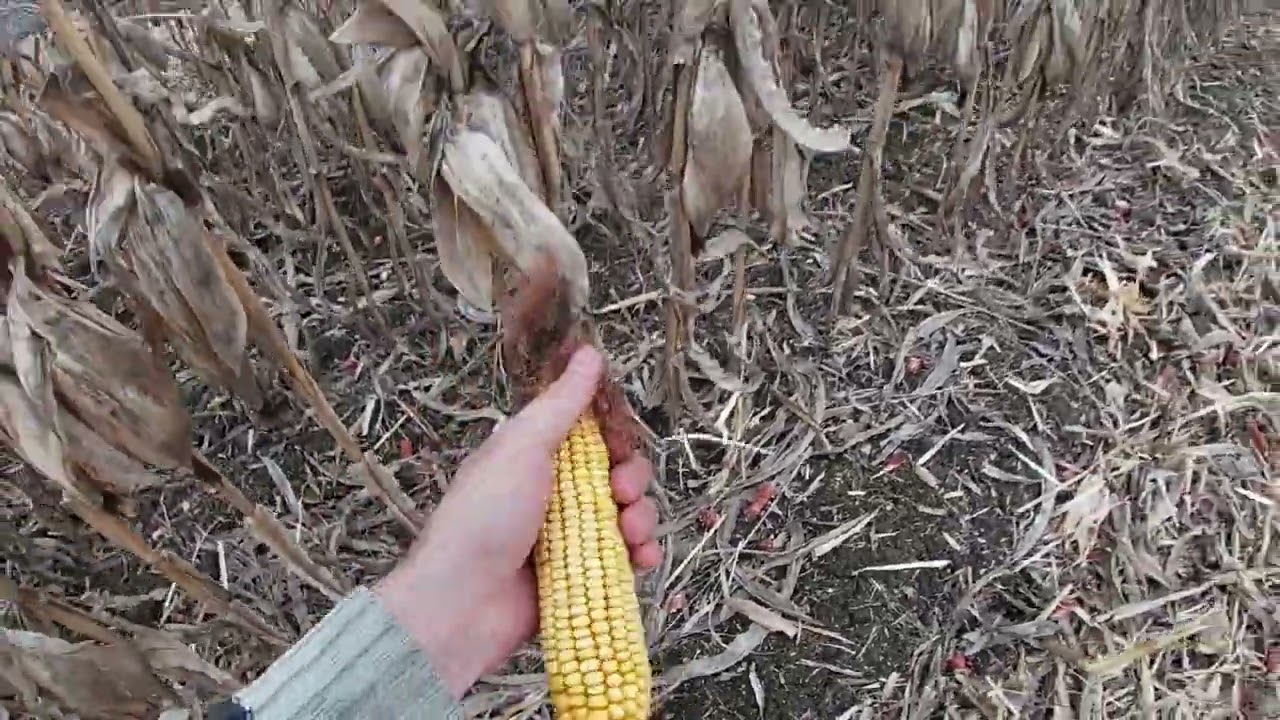 ВН 6763  91 ц  CASE 1660 МАЗ 5551