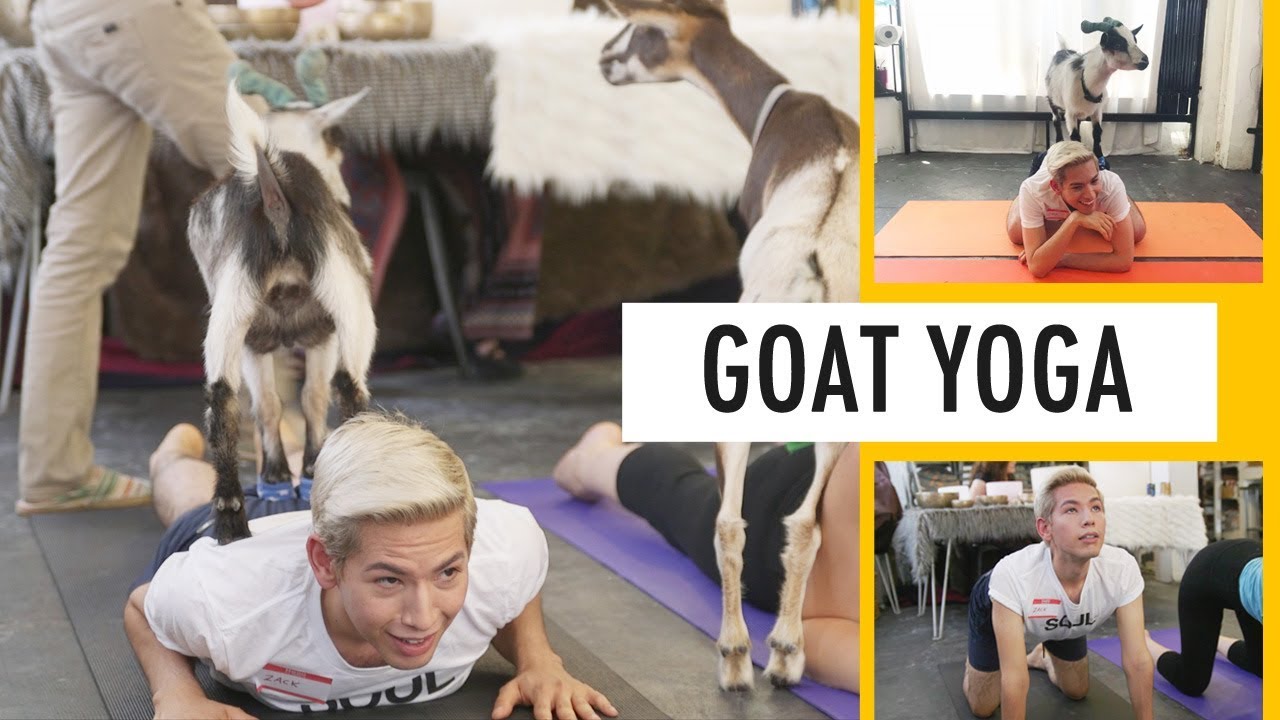 My first Goat Yoga class!
