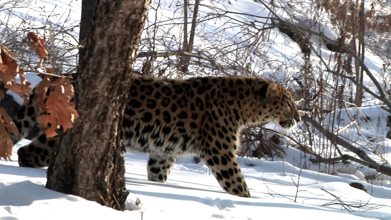 The Circle of Life in the Land of the Leopard/HD Trailer 3