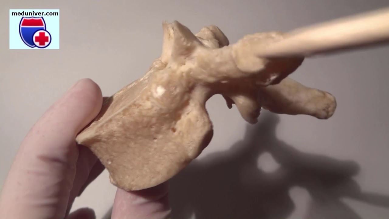 Anatomia kręg&oacute;w piersiowych - meduniver.com - meduniver.com