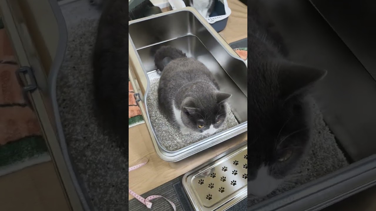 The Ultimate Cat Litter Box for Clean Homes 
