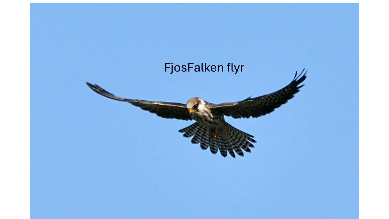 FjosFalken Flyr