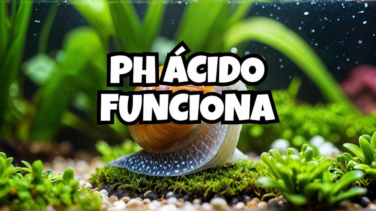 🎥 O SEGREDO Para Ter Ampulárias em pH Ácido: Descubra Agora! [CORTES] 🐌⚠️