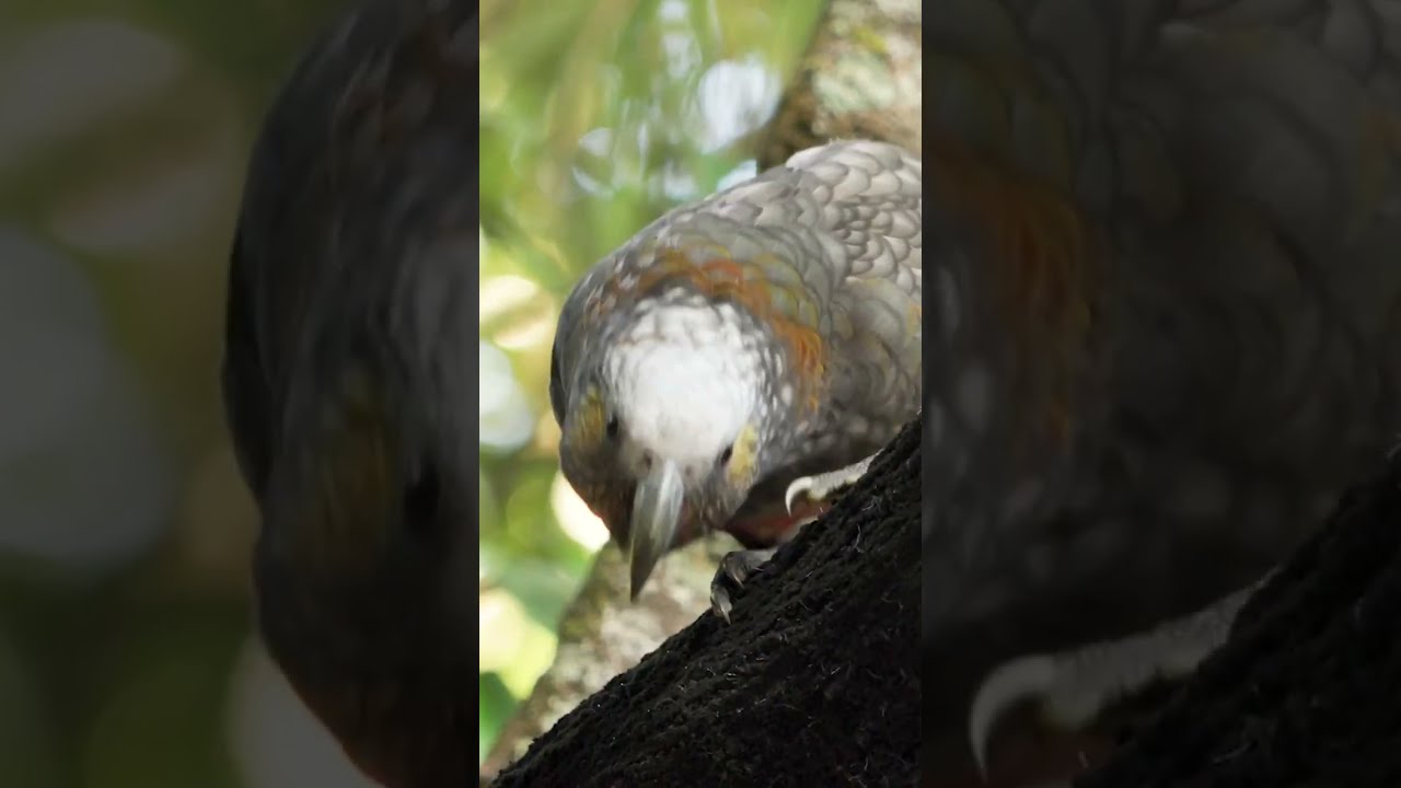 A Kākā Greeting | New Zealand | Lindblad Expeditions