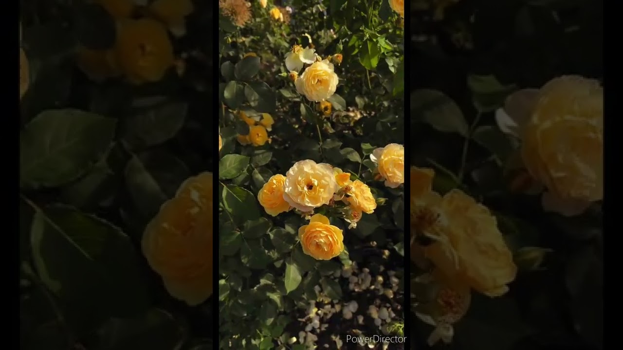 Little Briar Rose ~ Fairy Tale