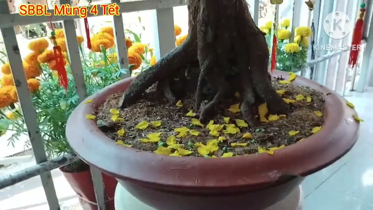 SBBL Mùng 4 Tết