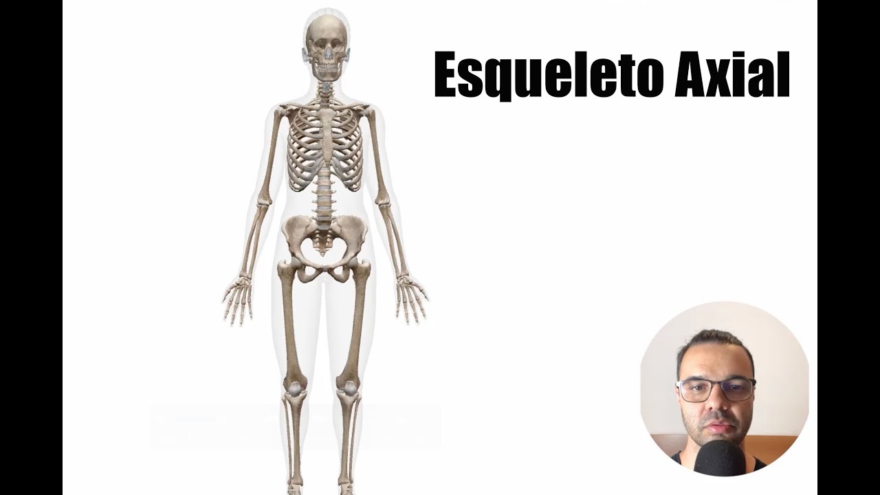 Esqueleto Humano - Axial - Anatomia Humana
