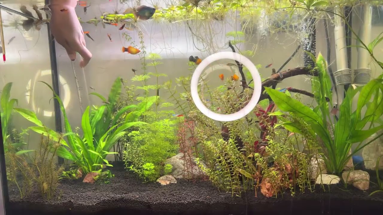  How to Clean Fish Waste? ? Live cleaning