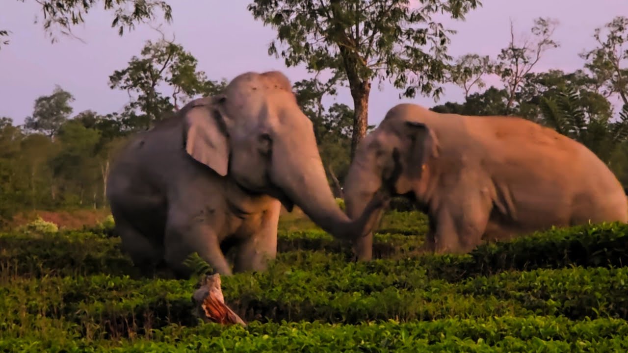 22 February 2026 #assam #animals ##wildlife #viralvideo 
