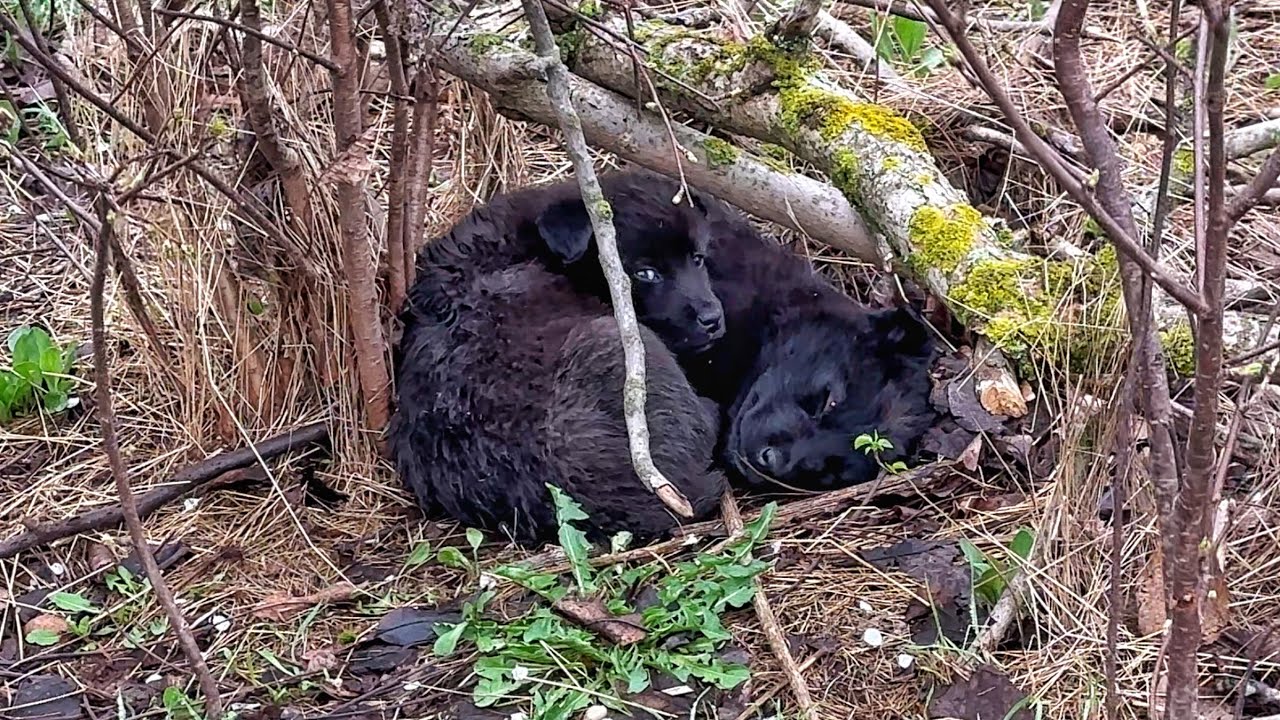 Sick Homeless Puppies Nearly Gave Up — Until a Miracle Happened