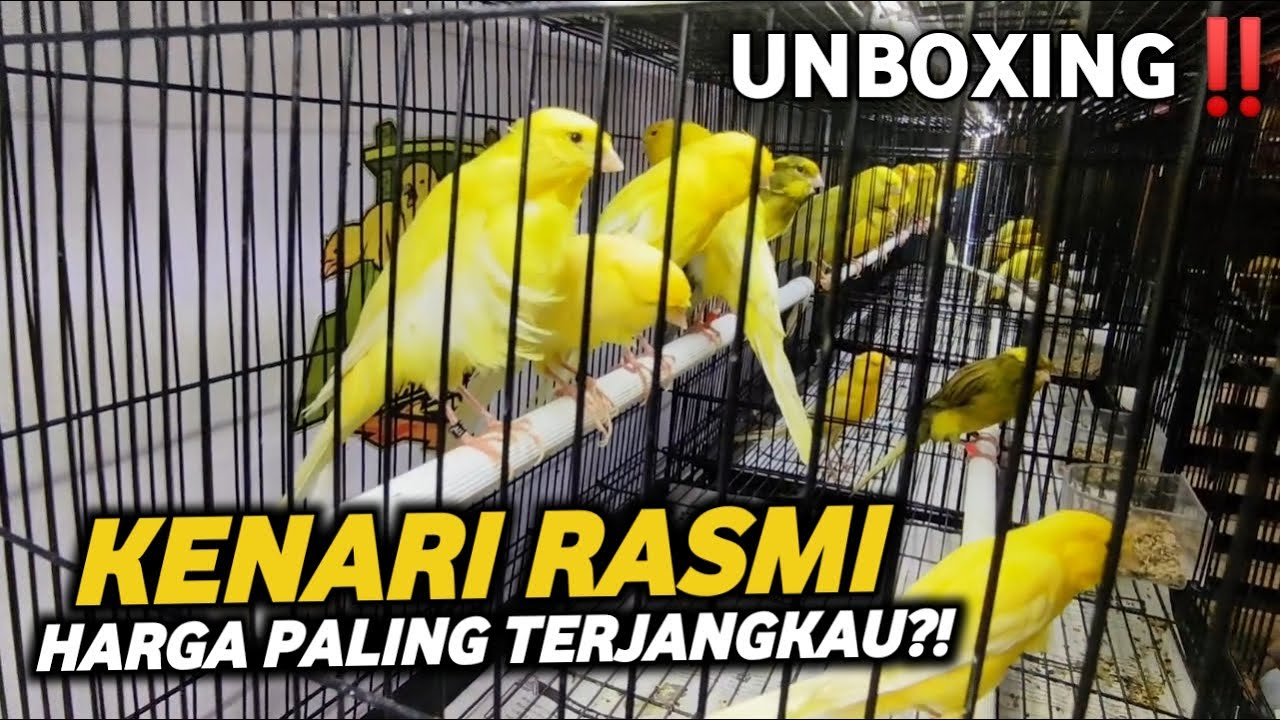 TEMPATNYA KENARI RASMI MEWAH‼️Soal kualitas dan harga bisa dibuktikan