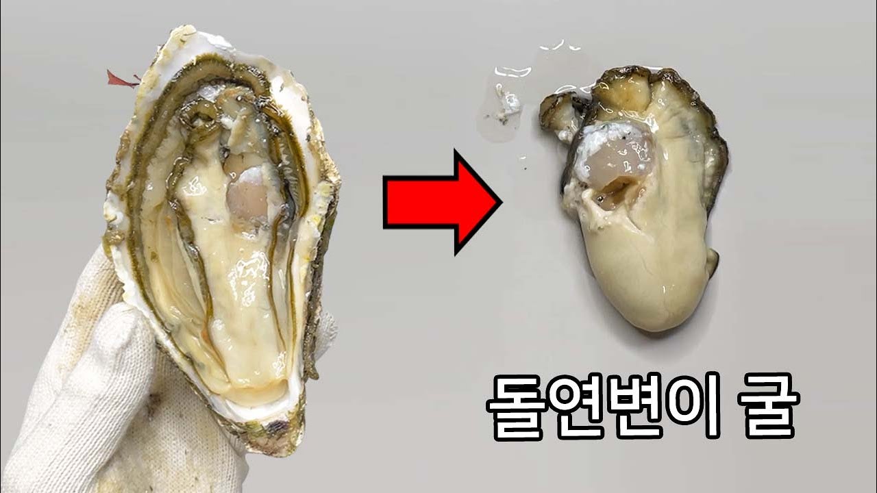여러분이 먹은 굴.. 염색체가 조금 이상할지도? - 삼배체 굴
