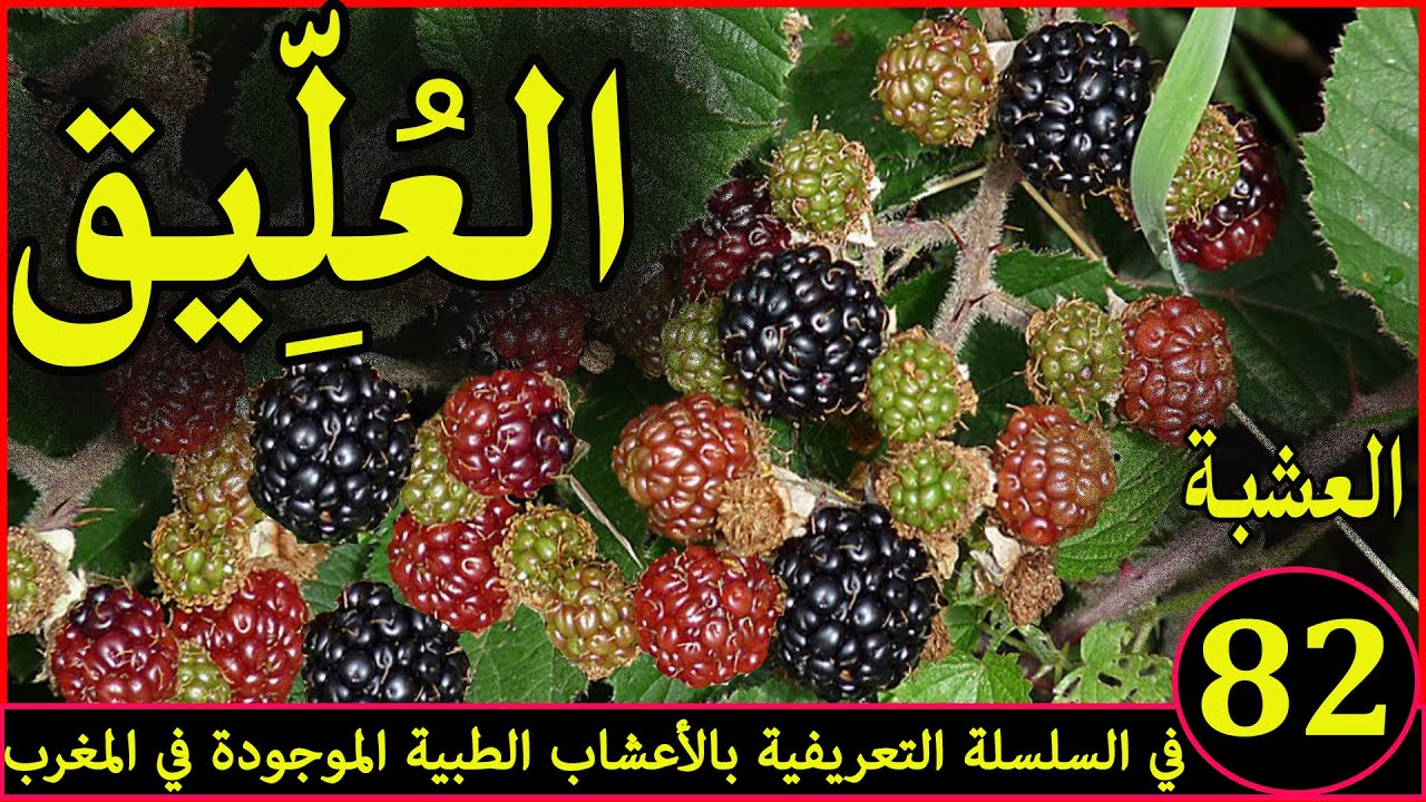العليق العشبة 82 في السلسلة التعريفية بالأعشاب الطبية الموجودة في المغرب