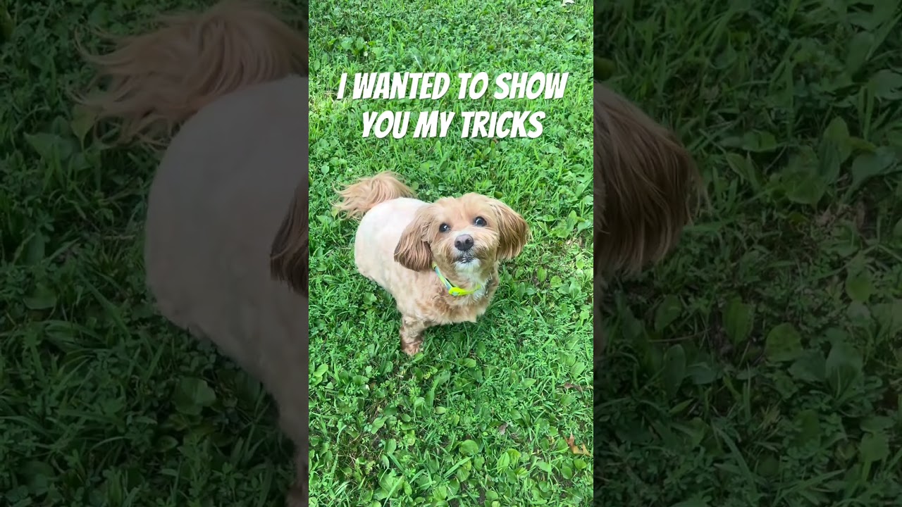 I love you guys! | #makemefamous #makemeviral #pleasesubscribe #fypviral #foryoupageviralシ゚ #dog