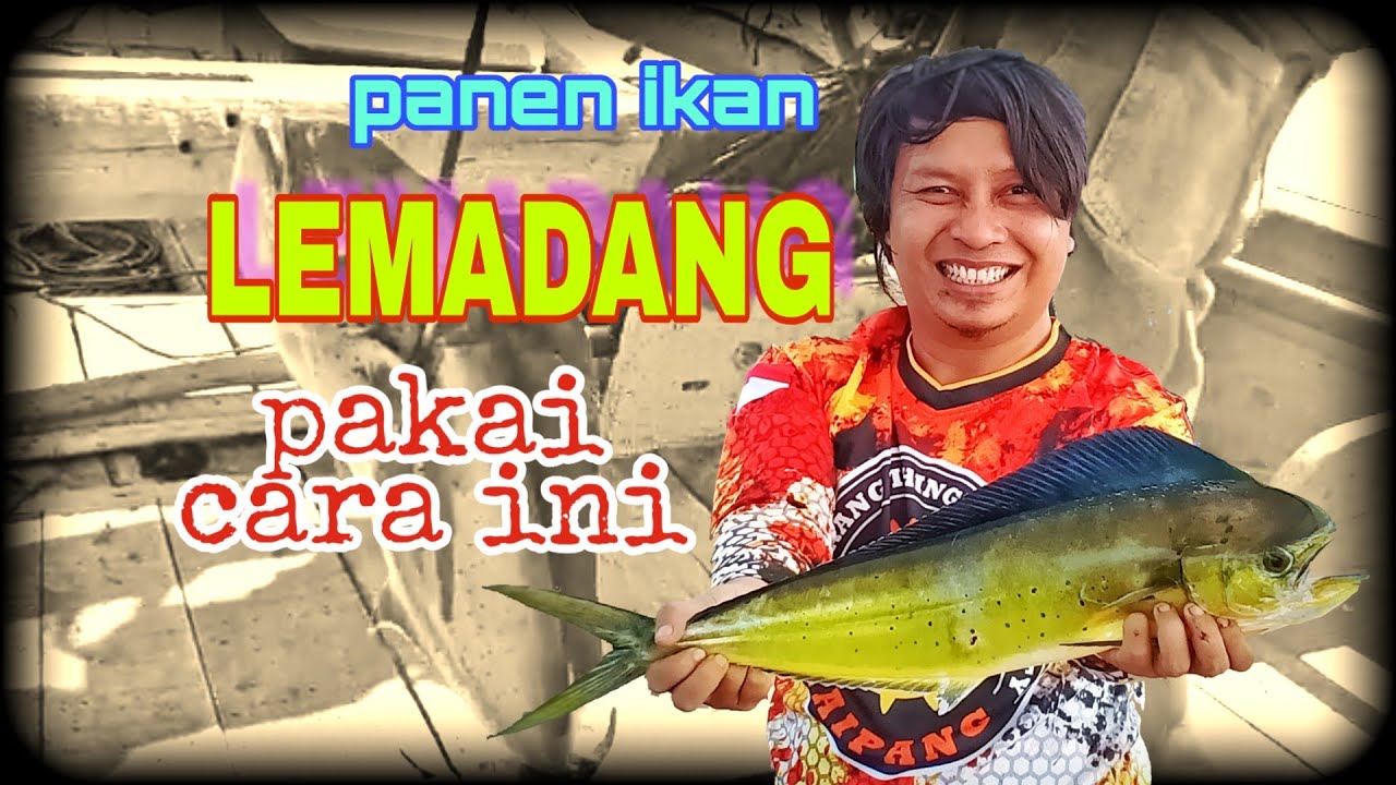 MANCING IKAN LEMADANG Bisa Panen Jika Tahu Rahasianya