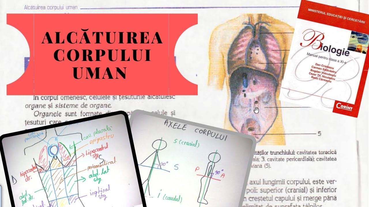 ADMITERE MEDICINA: ALCATUIREA CORPULUI UMAN - Topografia organelor si sistemelor de organe
