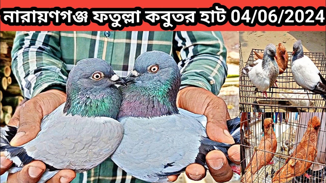 04/06/2024 নারায়ণগঞ্জ ফতুল্লা কবুতর হাট। ফতুল্লা কবুতরের হাট। Pigeon market price in bd. pigeons.