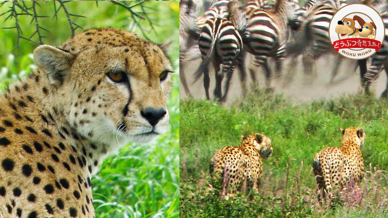 【チーター義兄弟】オスのチーター２頭が200キロ超のヌーを狩る！凸凹コンビの友情ドラマ【どうぶつ奇想天外／WAKUWAKU】