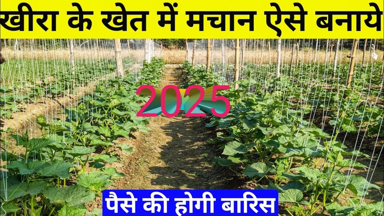 khira ki khet me Machan kaise banaye.farming for khira 